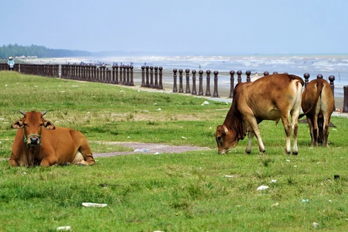 Bãi biển đẹp bị rác bủa vây, thành nơi chăn thả bò sau mùa du lịch